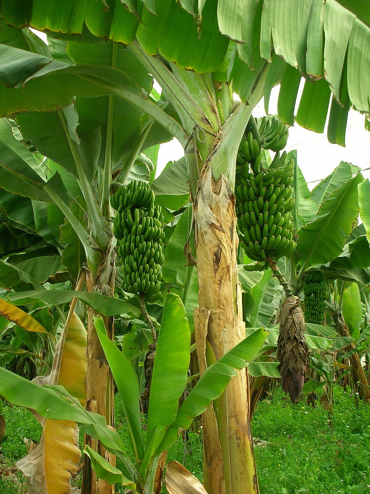 bananos, árboles de plátano, plantación de banano, plantación de, fruticultura, verde, jardín