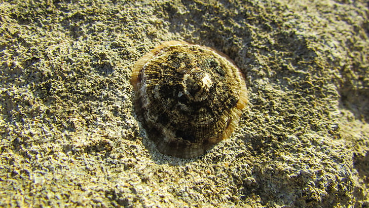 klíště, Rock, Já?, pobřeží, Příroda, Shell