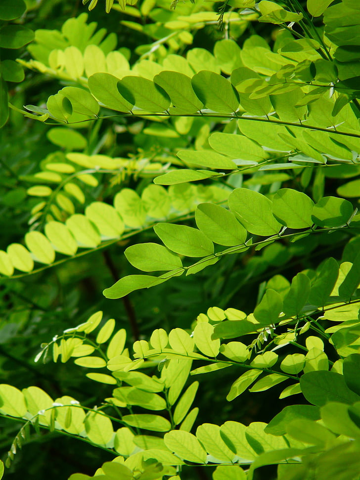folhas, verde, bordo comum, Robinia pseudoacacia, Robinia, acácia, chuva de prata