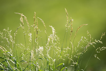 meadow, grasses, green, nature, seeds, summer, close