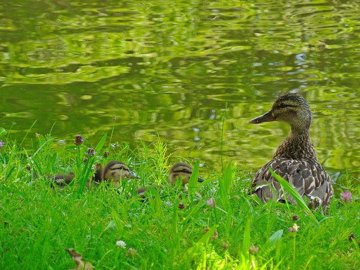 ducks, chicks, water bird, animal, bird, bill, water