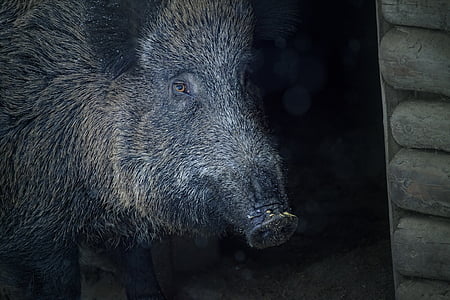 boar, animal, bristles, sow, creature, pig, wild Boar