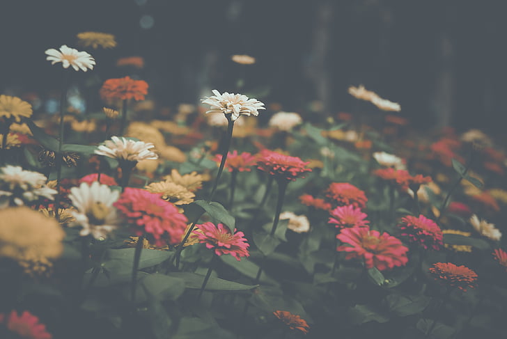 cvet, filter, narave, vrt, poletje, na prostem, rastlin