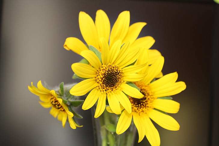 solros, gul blomma, blommor, blommig center
