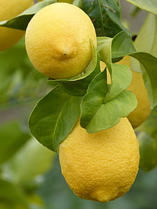 citrón, kyselina citrónová, ovocie, Stredomorská