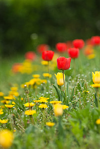 flors silvestres, tulipes, flors, floral, plantes, natural, flor