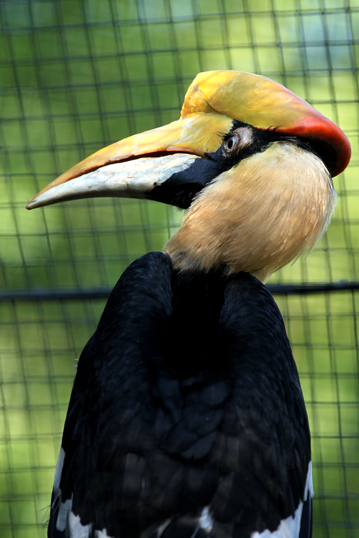 Hornbill, ogród zoologiczny, Rotterdam, Blijdorp