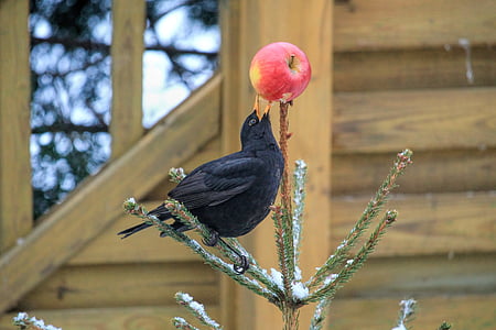 pták, Blackbird, jedle, Jablko, zpěvný pták, černá, jíst