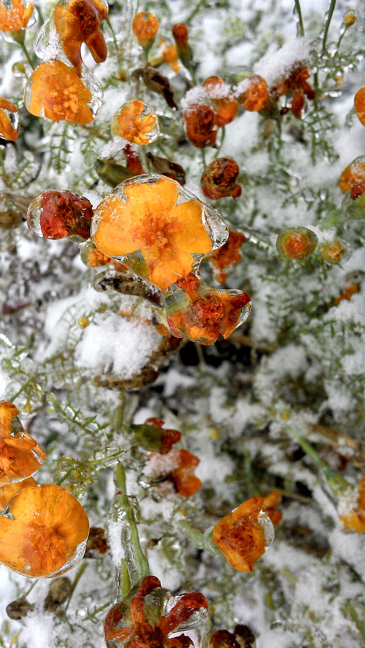 ดอกไม้, หิมะ, น้ำแข็ง, แช่แข็ง, ธรรมชาติ, ฤดูหนาว, ฤดูกาล