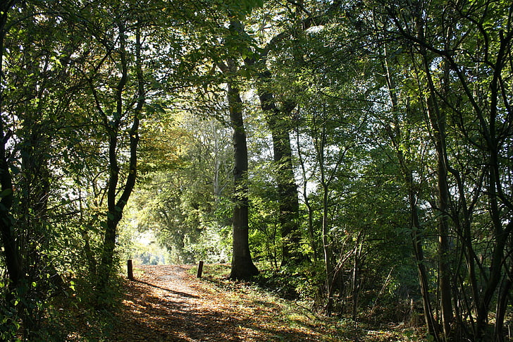 skogen, hösten, solen, solljus, naturen, träd, oktober