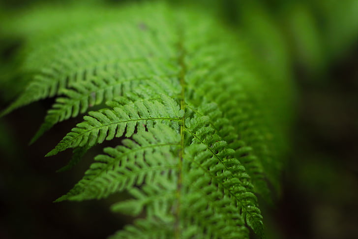 green, leaf, photography, fern, plants, green color, nature