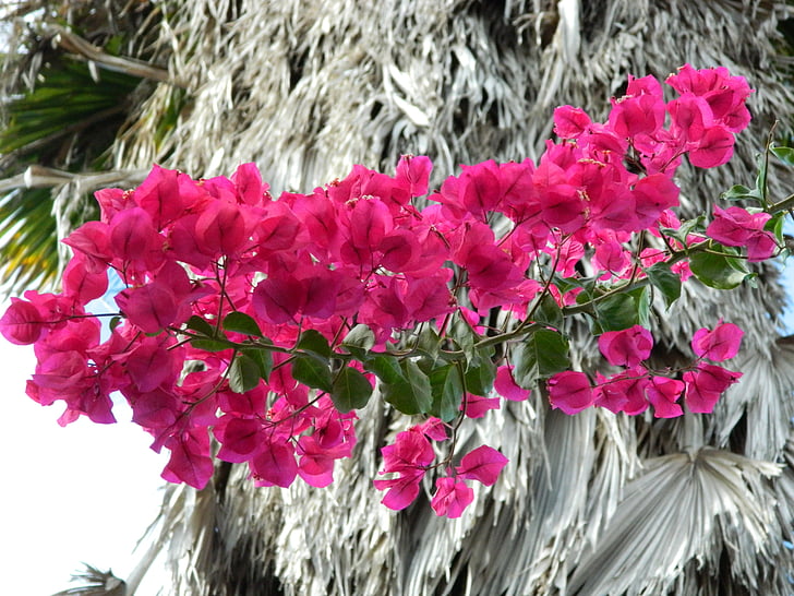buganvílias, flor, -de-rosa, natureza, flores cor de rosa, Primavera, pétala