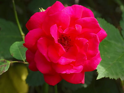 color de rosa, flores, flor, floración, rojo, naturaleza, flora