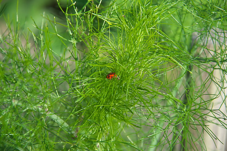 dill, green, herbs, garden, ladybug, insect