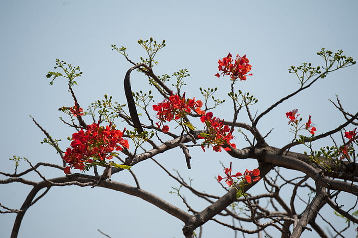 nature, flower, tree, sky, red, branch, landscape