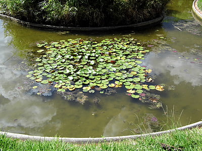 akvatiske plante, vann, dammen, blader, vegetasjon, grønn, hager