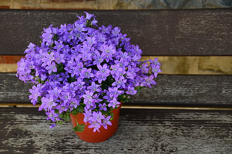 maceta, púrpura de la flor, día de la madre, arreglo, violeta, flores, Gracias