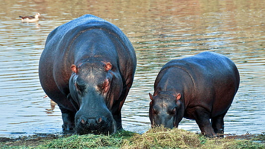hippopotamus, africa, namibia, nature, dry, national park, animals