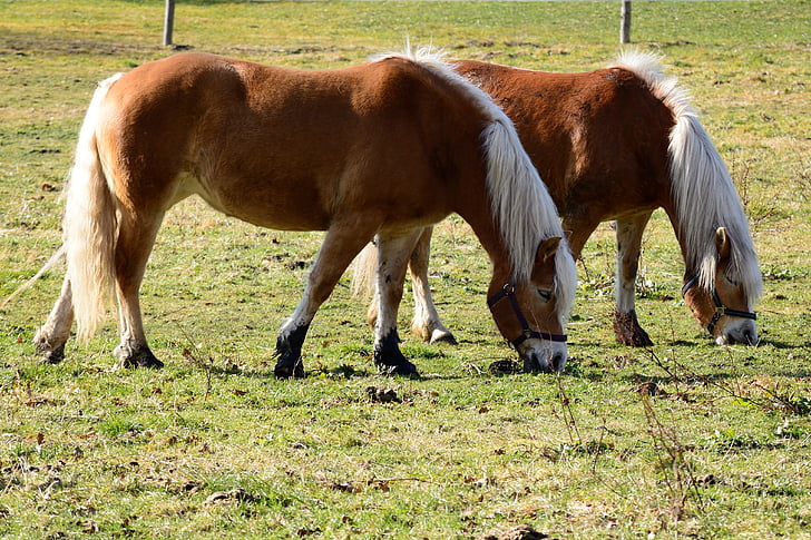 Pony, kuda, coklat, padang rumput, padang rumput, alam, merumput