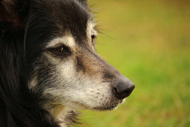 šuo, Borderkolis, ganymo šuo, Britų aviganis, sienos, kolis, grynaveislių šunų
