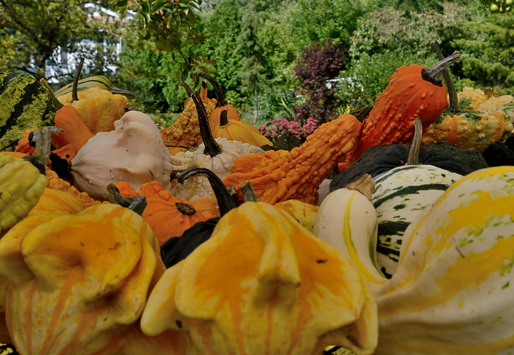 squash, povrće, farma, proizvesti, jesen, sezonski, dan zahvalnosti