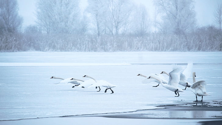 swans, winter, lake, frozen, cold, ice cold, twilight