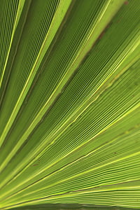 green, palm, leaf, tropical, summer, plant, exotic