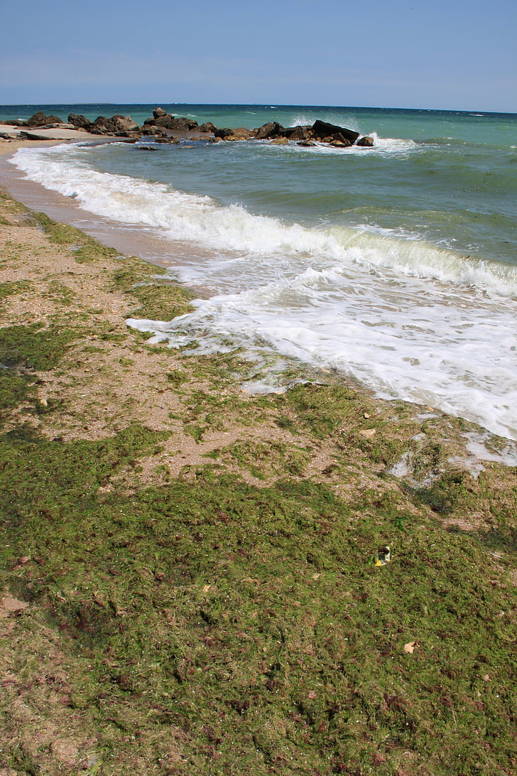algae, beach, covered, green, sea, seaweed, water
