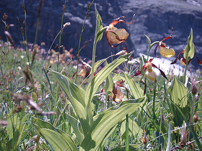 orhideja, cvijet, Frauenschuh