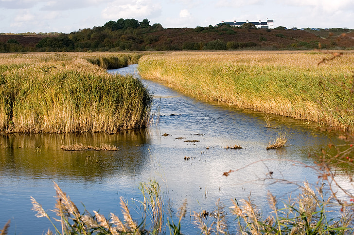 zones humides, Westleton, Suffolk, eau, lits de roseaux, campagne, paysage