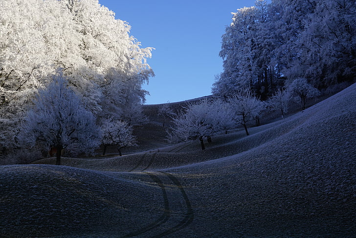 trees, hoarfrost, wintry, hills, winter, iced, snow