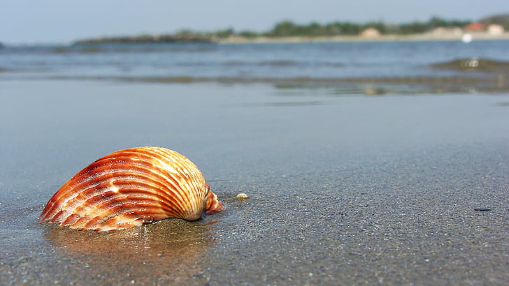 beach, sea, seashell, sand, the coast, sandy beach, summer