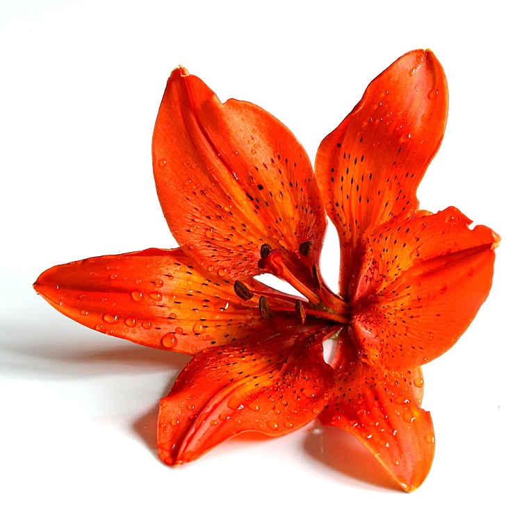 orange, petaled, Flower, Macro, Nature, Plant, Closeup