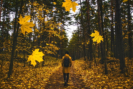 jesen, jesen, čovjek, hodanje, pada lišće, šarene, krajolik