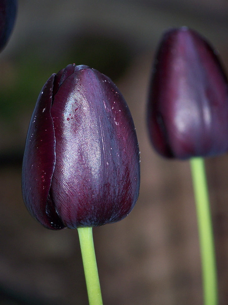 sort, Tulip, blomst, to, natur, forår, dug