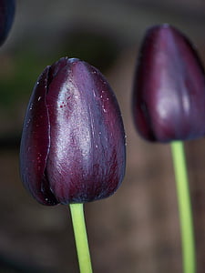 hitam, Tulip, bunga, dua, alam, musim semi, embun