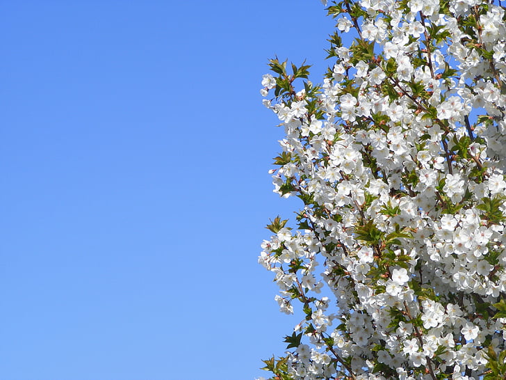 Pavasaris, London, puķe, UK, zila, debesis, augu