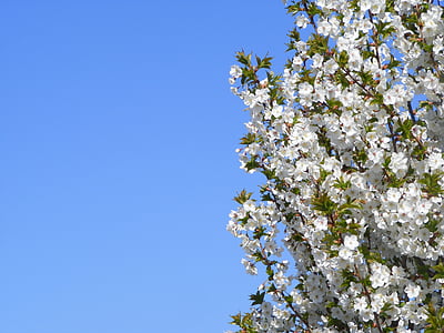 Pavasaris, London, puķe, UK, zila, debesis, augu