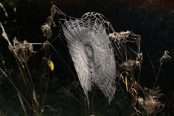 spider webs, cobweb, dew, network, dewdrop, case, cobwebs
