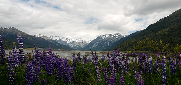Nieuw-Zeeland, landschappen, kunst, Nieuw, Zeeland, landschap, water
