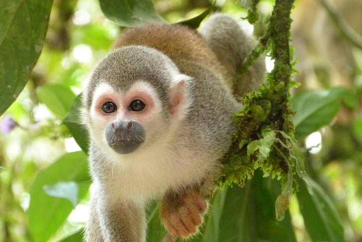 macaco, selva, animal, floresta tropical, América do Sul