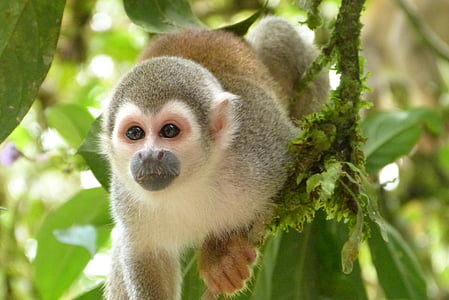 abe, jungle, dyr, regnskoven, Sydamerika