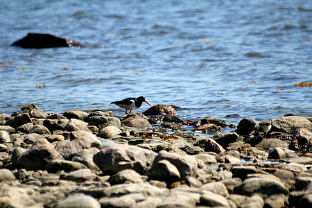캐처, 새, haematopus ostralegus, 주황색 부리, 돌, 바다, 비치