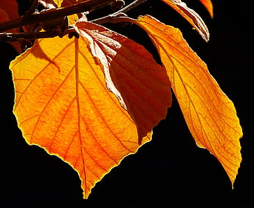 Herbst, Verfärbung, Blätter, Herbstlaub, hell, Herbstfarben, Blatt