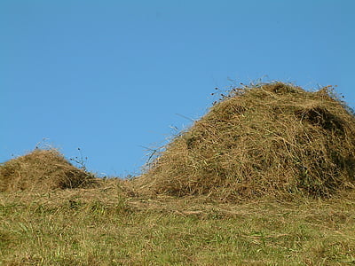 straw, grass, hay, field, agriculture, agricultural, nature