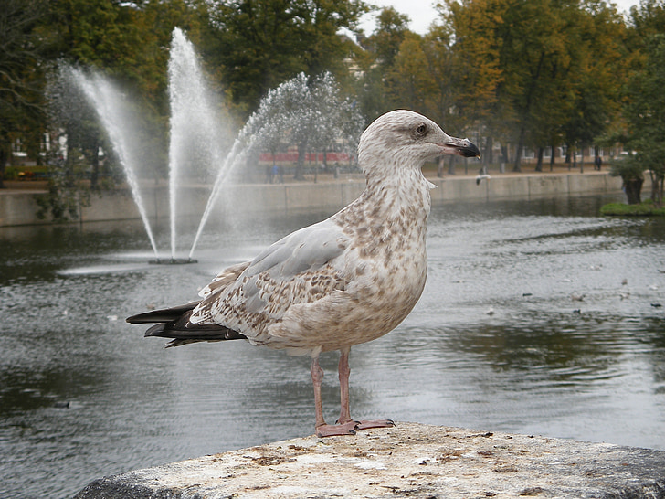 seagull, bird, gull, water, fountain