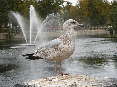 Seagull, fågel, mås, vatten, fontän