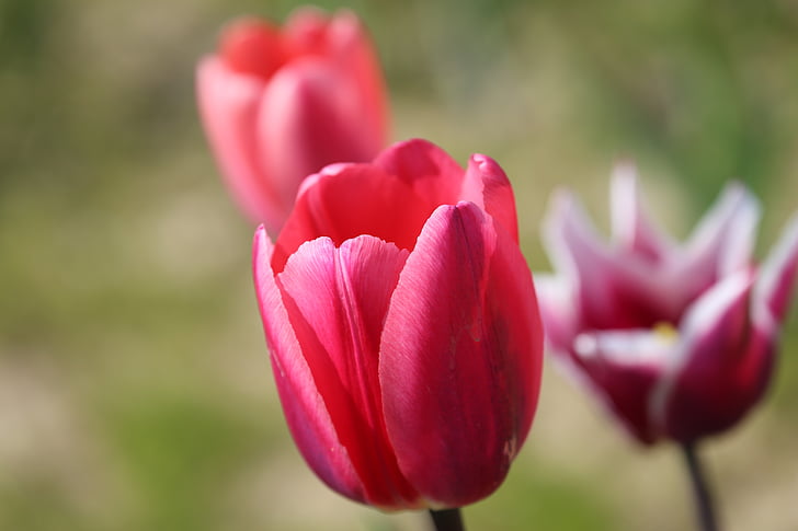 tulipas, flores, Primavera, roxo, fechar, Verão, tulipas vermelhas