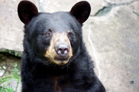 oso de, baribal, Kaliningrad, Parque zoológico
