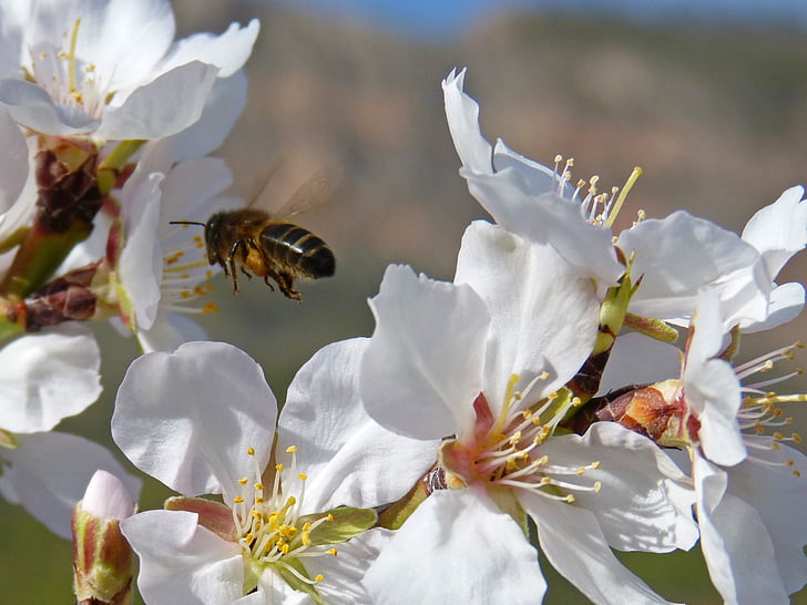 voo da abelha, abelha, voando, pólen, libar, flor de amêndoa